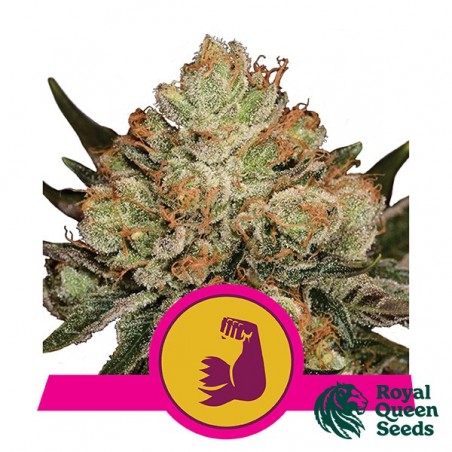 Hulkberry del banco Royal Queen Seeds.
