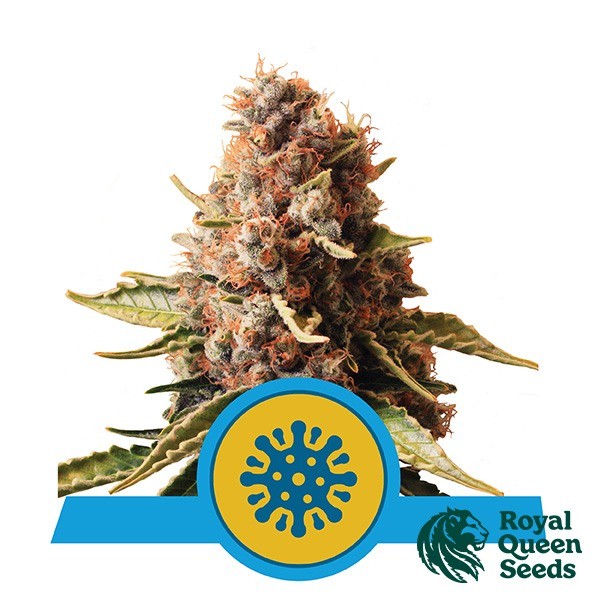 Visualizzazione Euphoria CBD del banco Royal Queen Seeds.
