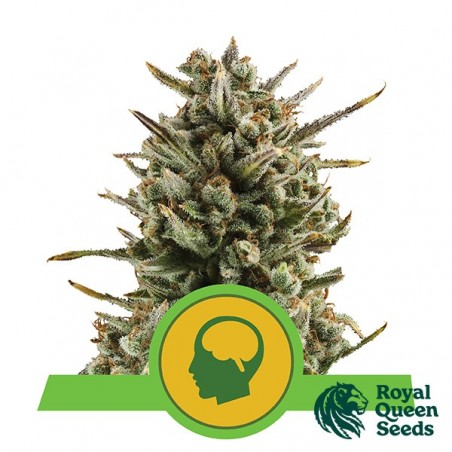 Amnesia Haze Automatic di Royal Queen Seeds.