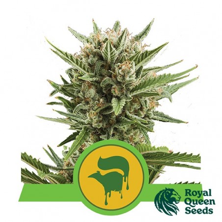 Sweet Skunk Automatic di Royal Queen Seeds.
