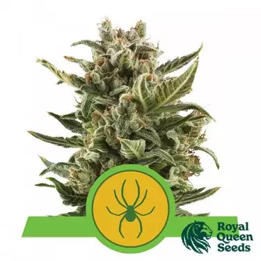 Royal Jack Automatic di Royal Queen Seeds.