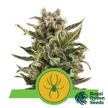 White Widow Automatic di Royal Queen Seeds.