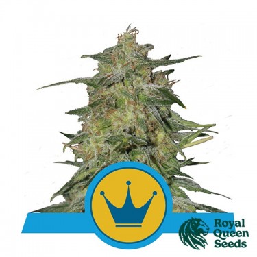 Royal Highness CBD