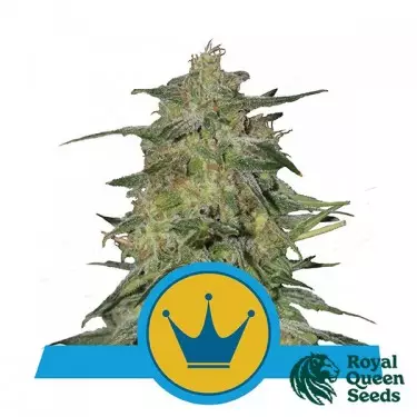 Royal Highness CBD di Royal Queen Seeds.