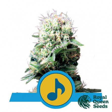 Dance World CBD di Royal Queen Seeds.