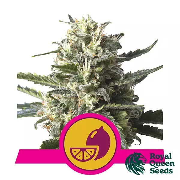 Visualizzazione Lemon Shining Silver Haze Royal Queen Seeds.