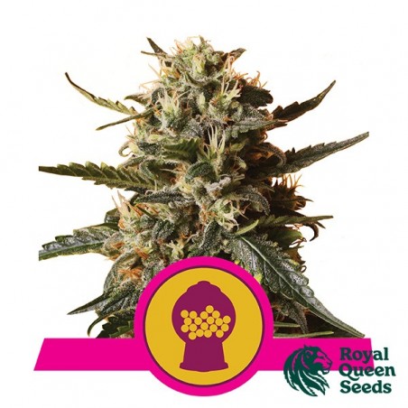 Bubblegum XL del banco Royal Queen Seeds.