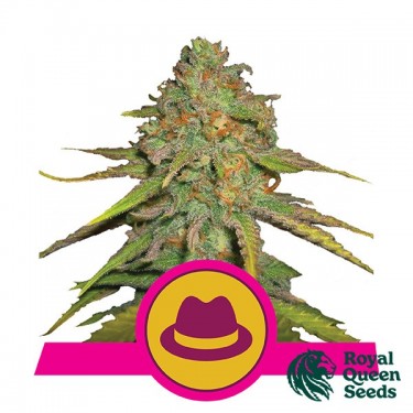 OG Kush Royal Queen Seeds