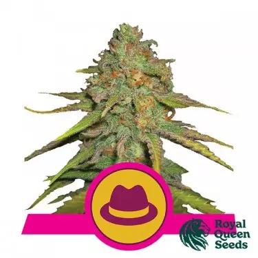 OG Kush di Royal Queen Seeds femminilizzata.