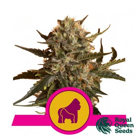 Royal Madre del banco Royal Queen Seeds.