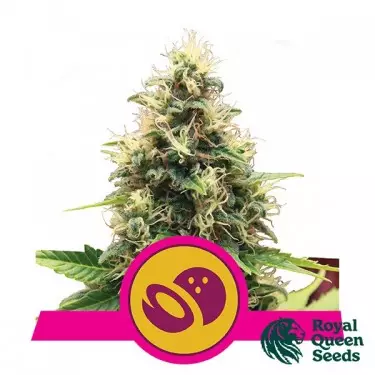 Somango XL del banco Royal Queen Seeds.