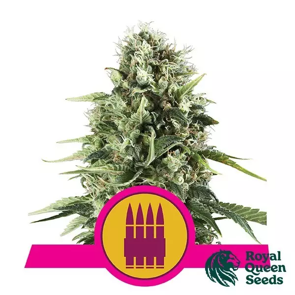 Royal AK di Royal Queen Seeds femminilizzata.