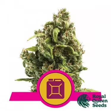 Sour Diesel femminizzata di Royal Queen Seeds | GB