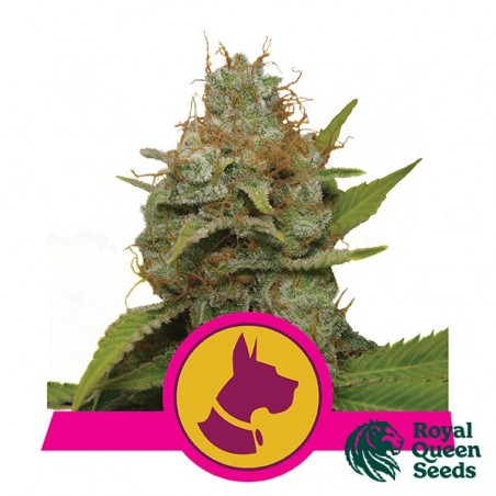 Kali Dog di Royal Queen Seeds femminilizzata.