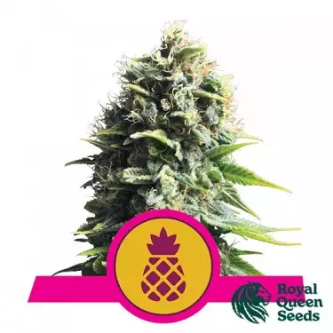 Pineapple Kush del banco Royal Queen Seeds.