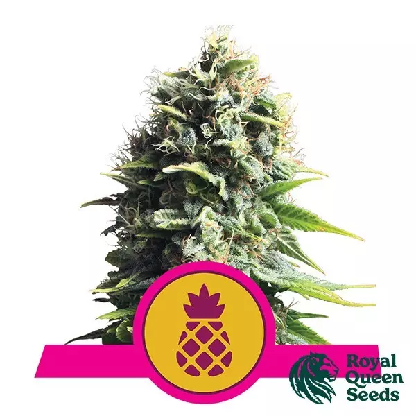 Visualizzazione Pineapple Kush del banco Royal Queen Seeds.