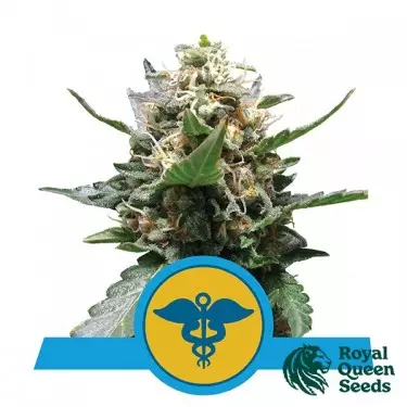Royal Medic del banco Royal Queen Seeds.