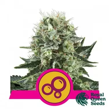 Bubble Kush del banco Royal Queen Seeds.
