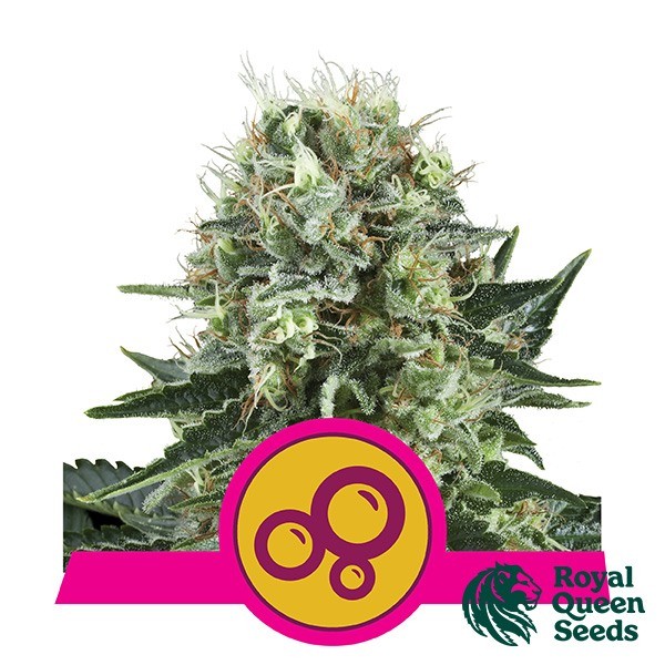 Visualizzazione Bubble Kush del banco Royal Queen Seeds.