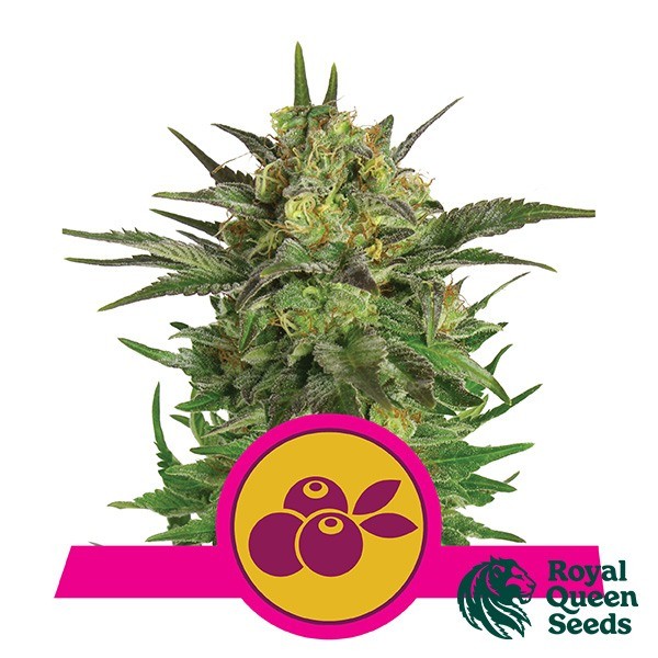 Visualizzazione Haze Berry del banco Royal Queen Seeds.
