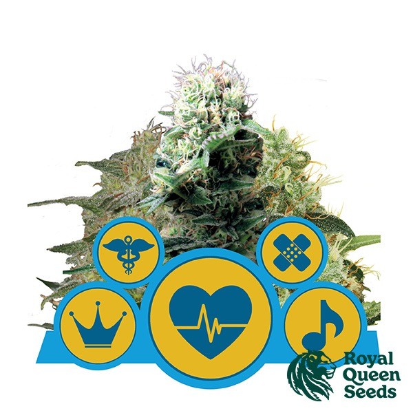 Visualizzazione CBD Mix della banca di semi spagnola Royal Queen Seeds