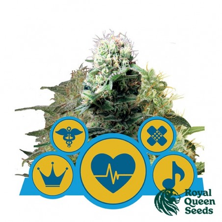 CBD Mix della banca di semi spagnola Royal Queen Seeds