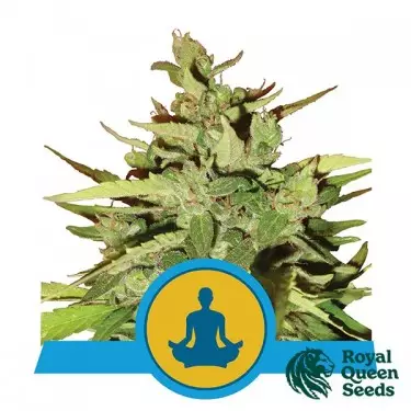 Stress Killer auto Royal Queen Seeds