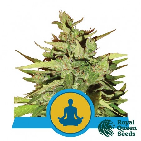 Stress Killer auto Royal Queen Seeds