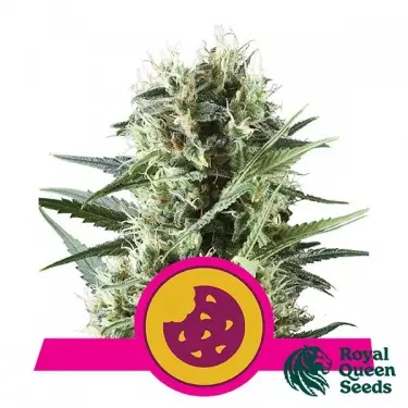 Royal Cookies del banco Royal Queen Seeds.