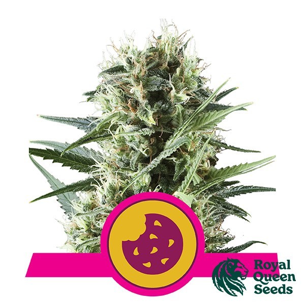 Visualizzazione Royal Cookies del banco Royal Queen Seeds.
