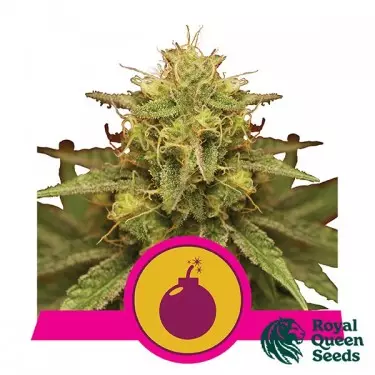 Royal Domina del banco Royal Queen Seeds.