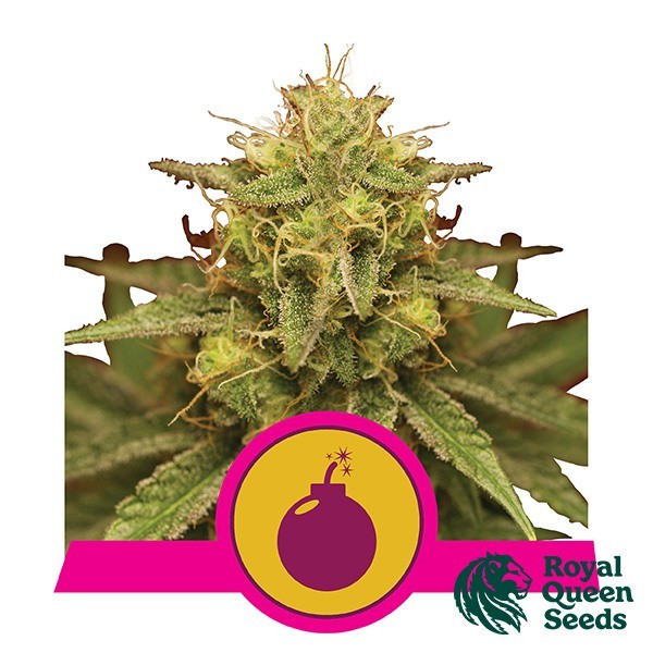 Visualizzazione Royal Domina del banco Royal Queen Seeds.