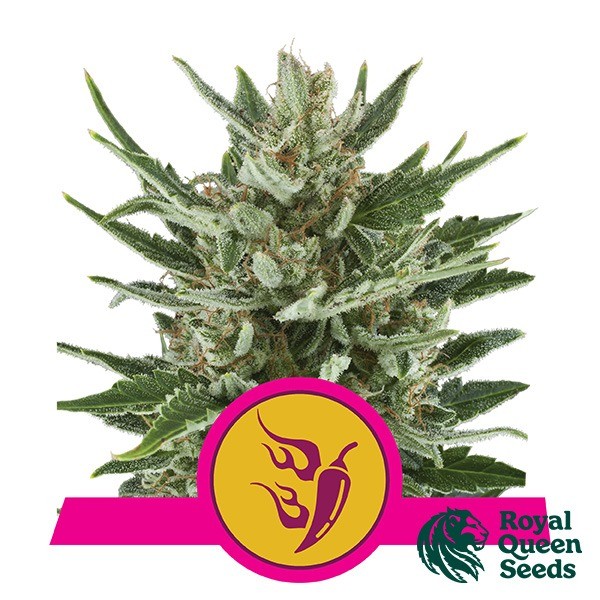 Visualizzazione Speedy Chile del banco Royal Queen Seeds.
