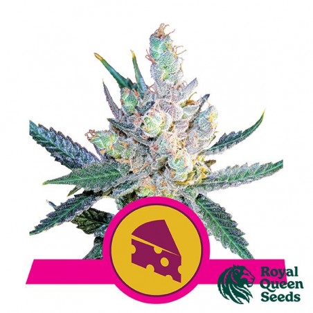 Royal Cheese Fast Flowering Royal Queen Seeds.