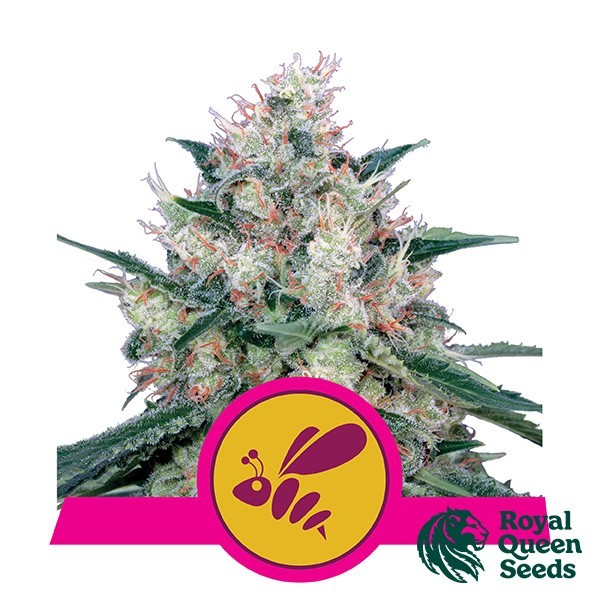 Visualizzazione Honey Cream Fast Flowering Royal Queen Seeds.