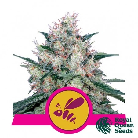 Honey Cream Fast Flowering Royal Queen Seeds.