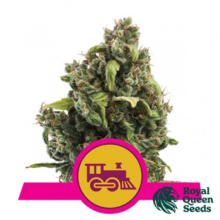 Candy Kush Fast Floweringdi Royal Queen Seeds.