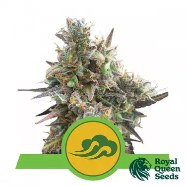 Royal Bluematic di Royal Queen Seeds