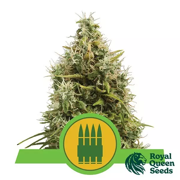Visualizzazione Royal AK Automatic di Royal Queen Seeds