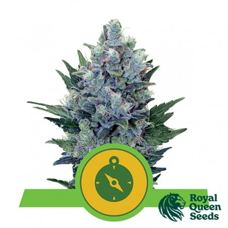 Northern Light Auto di Royal Queen Seeds