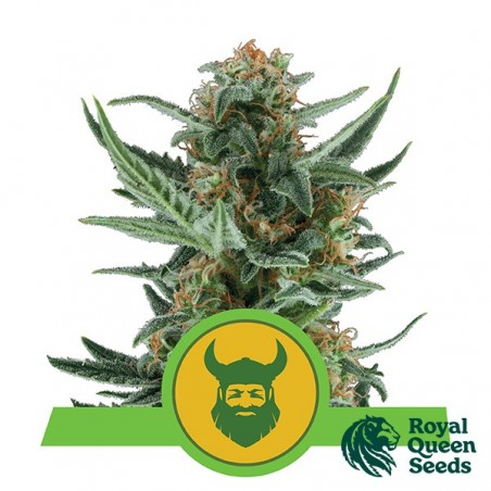 Royal Dwarf de Royal Queen Seeds Auto