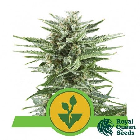 Easy Bud di Royal Queen Seeds automatica