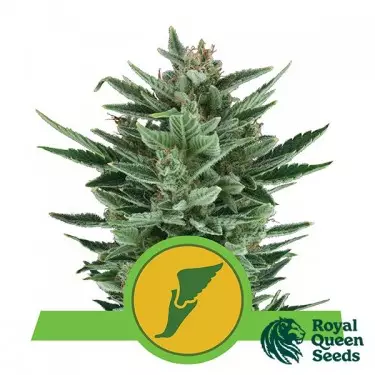 Quick One Auto del banco Royal Queen Seeds