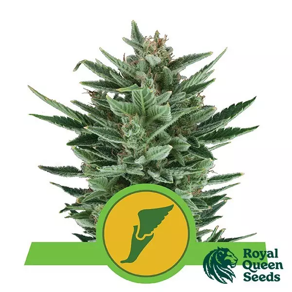 Visualizzazione Quick One Auto del banco Royal Queen Seeds