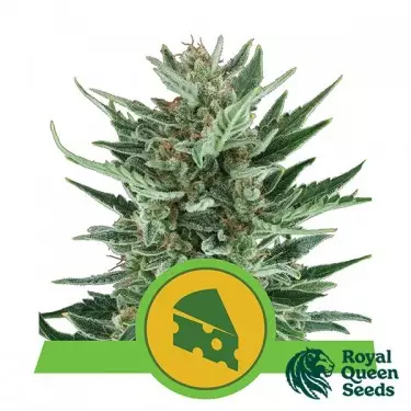 Royal Cheese del banco Royal Queen Seeds.