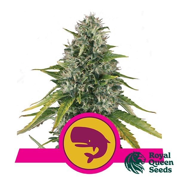 Visualizzazione Royal Moby del banco Royal Queen Seeds.