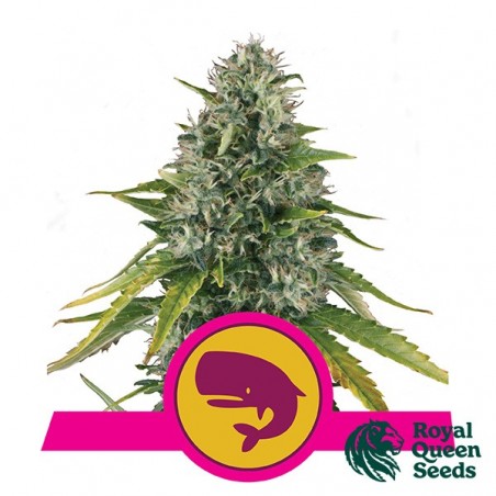 Royal Moby del banco Royal Queen Seeds.