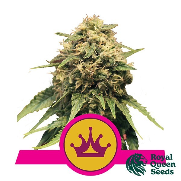 Visualizzazione Special Queen 1 del banco Royal Queen Seeds.