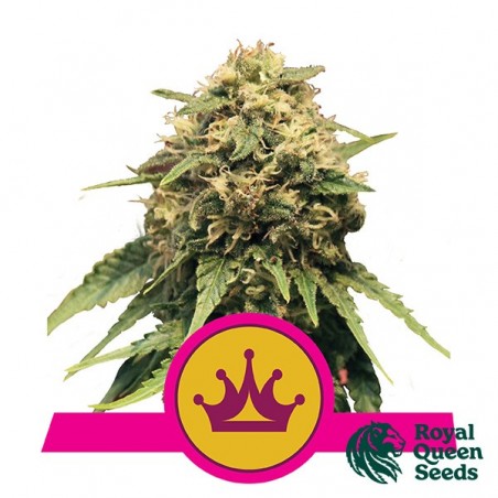Special Queen 1 del banco Royal Queen Seeds.