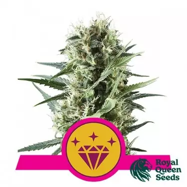 Semi Special Kush 1 di Royal Queen Seeds.